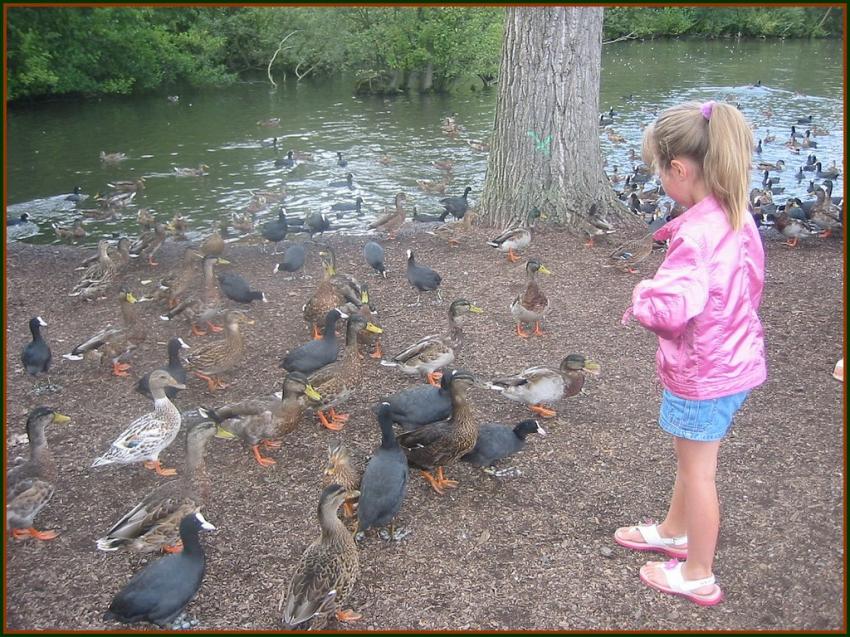 Margot et les canards