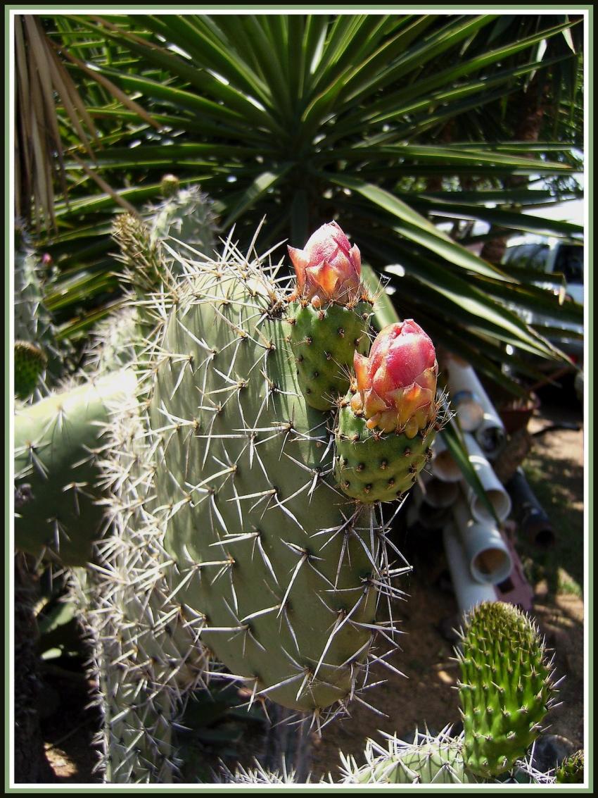 Cactus mexicain