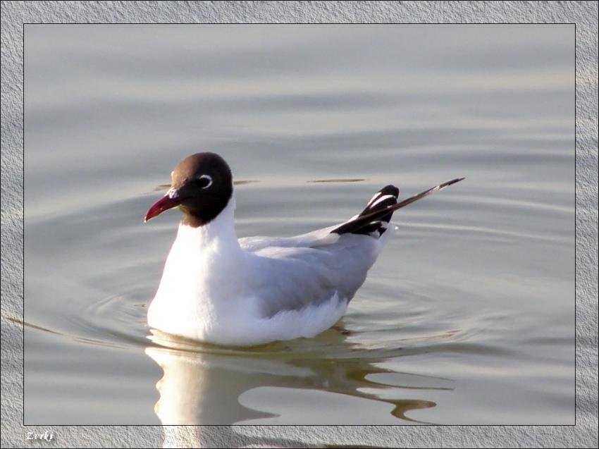 Mouette
