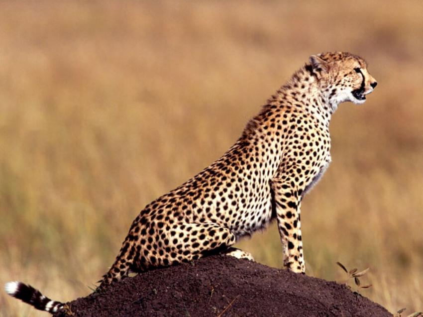 Guepard