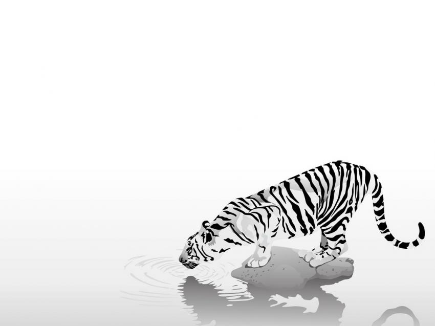 Tigre