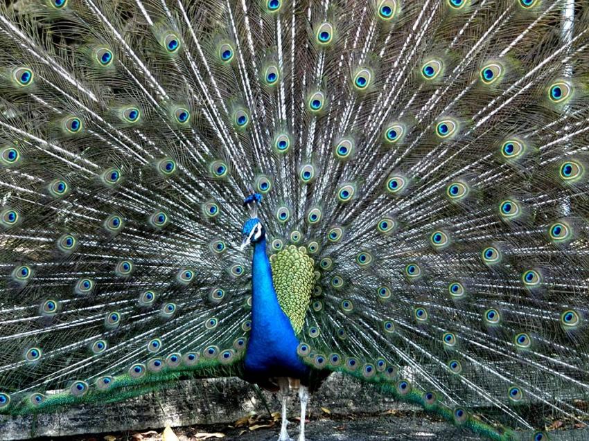 un paon majestueux