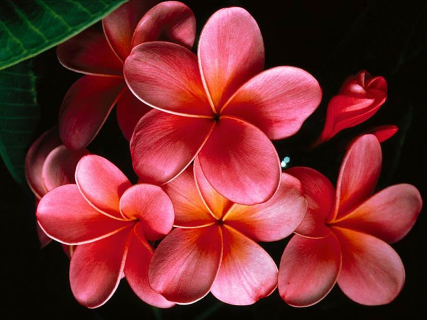 fleurs