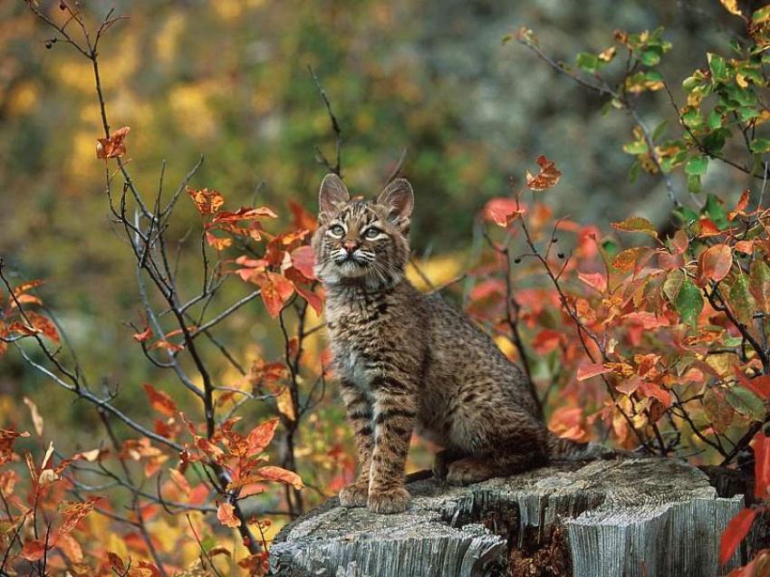Chat sauvage