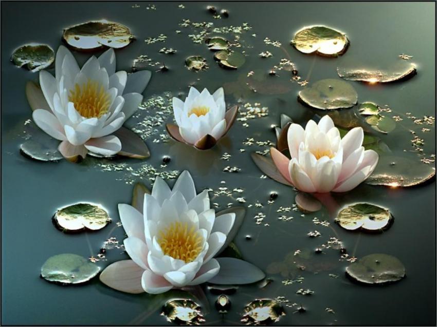 fleur de lotus