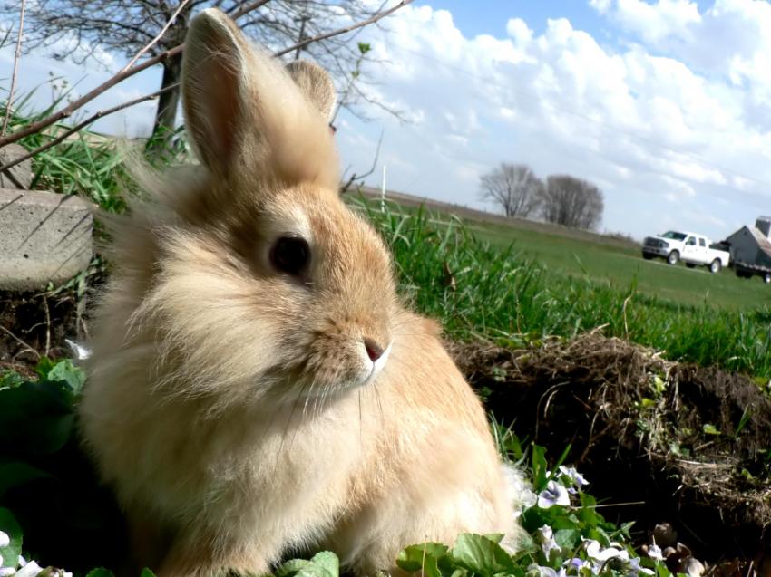 Lapin