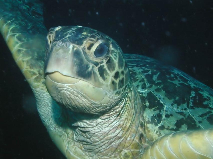 Tortue