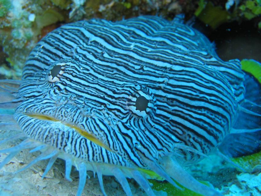 Poisson