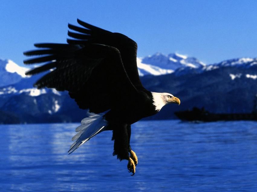 Aigle