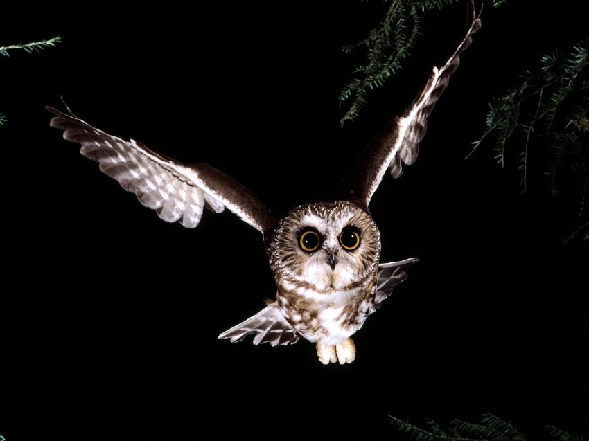 Hibou