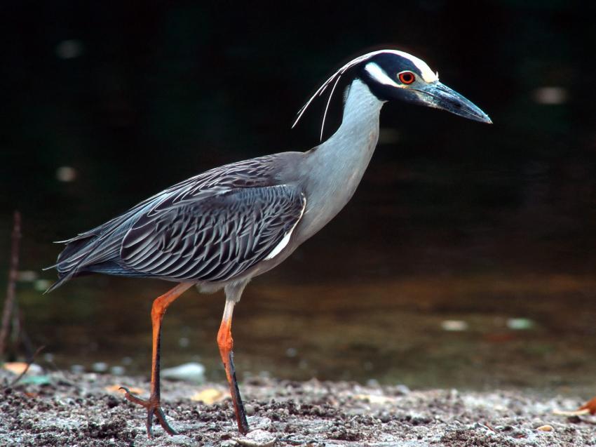 oiseaux de mer