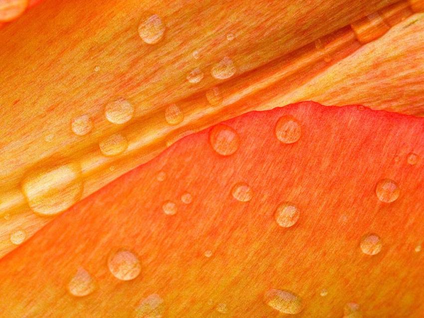 Fleur