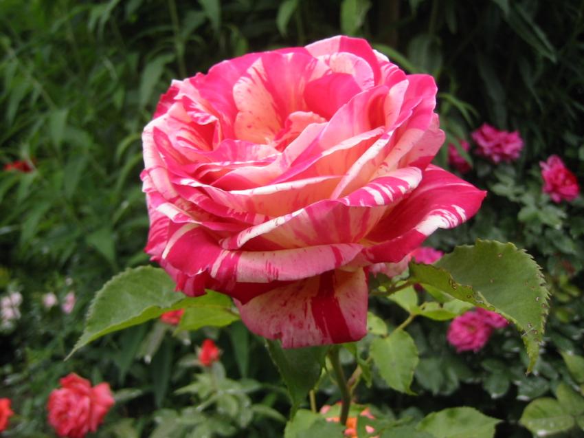Rose panache