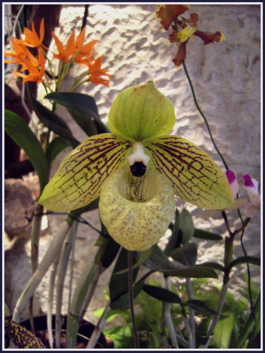 Orchide verte