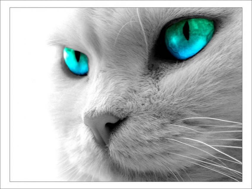 Yeux-bleus-verts