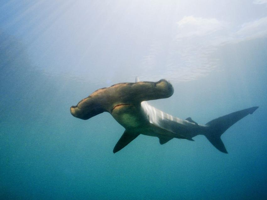 Requins