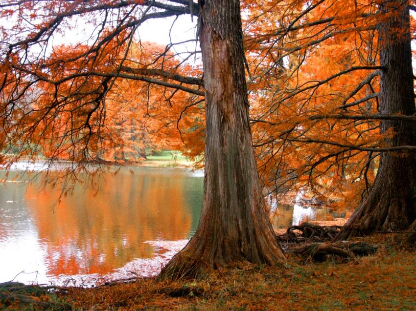 Arbres - feuilles