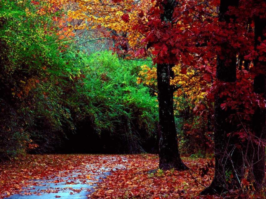 Arbres - feuilles