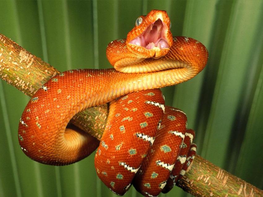 Serpent
