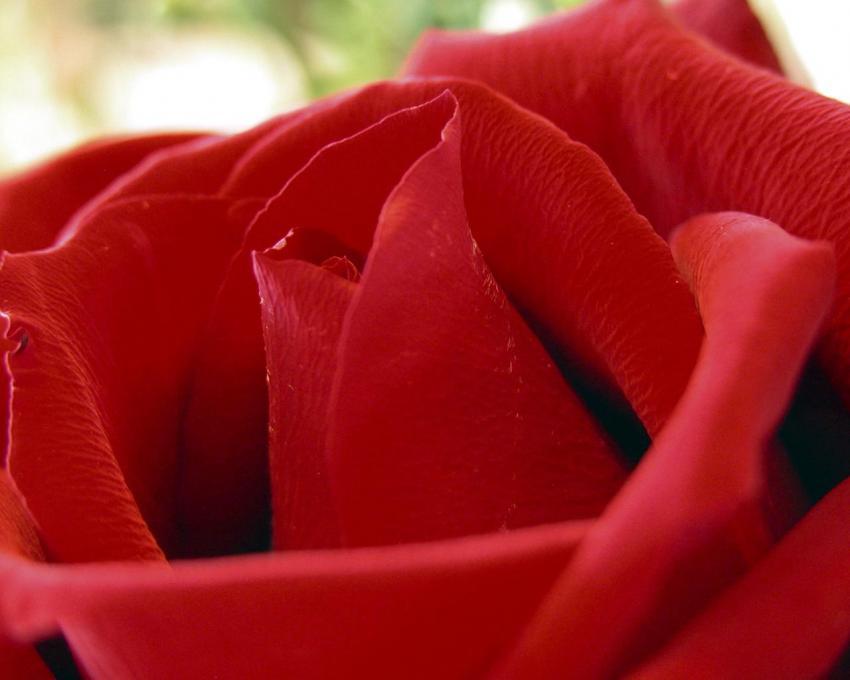 Rose rouge