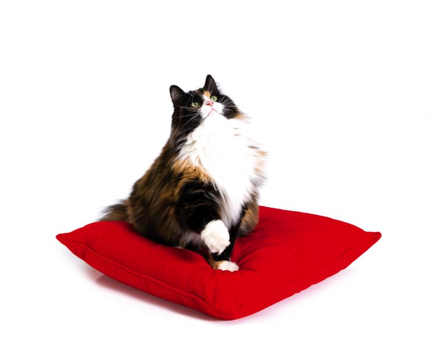 Chat