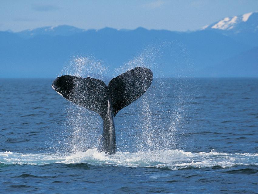 baleine