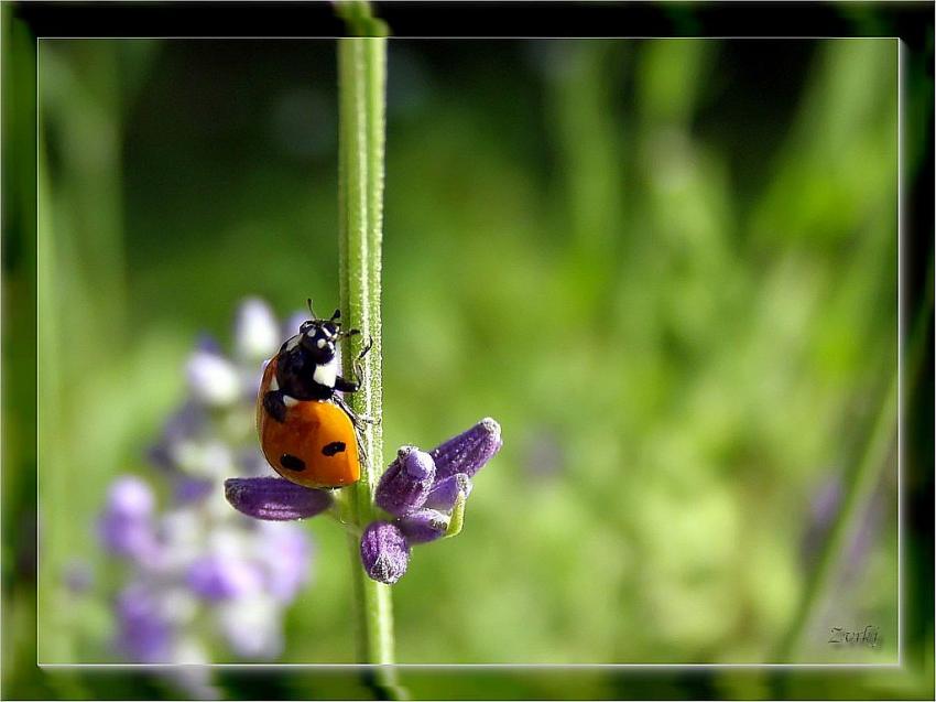 Coccinelle