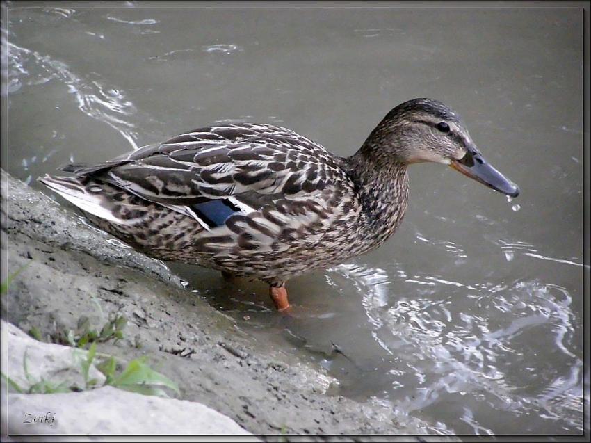 Canard 22608b3b