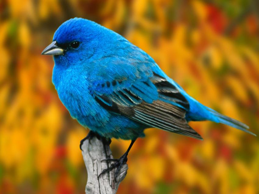 Oiseau