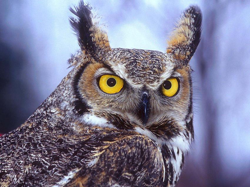 Hibou