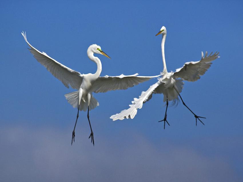 oiseaux de mer