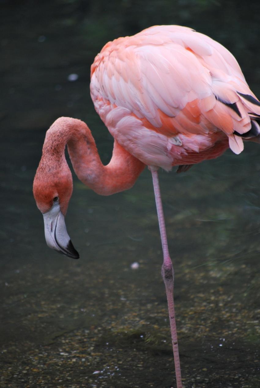 flamant rose