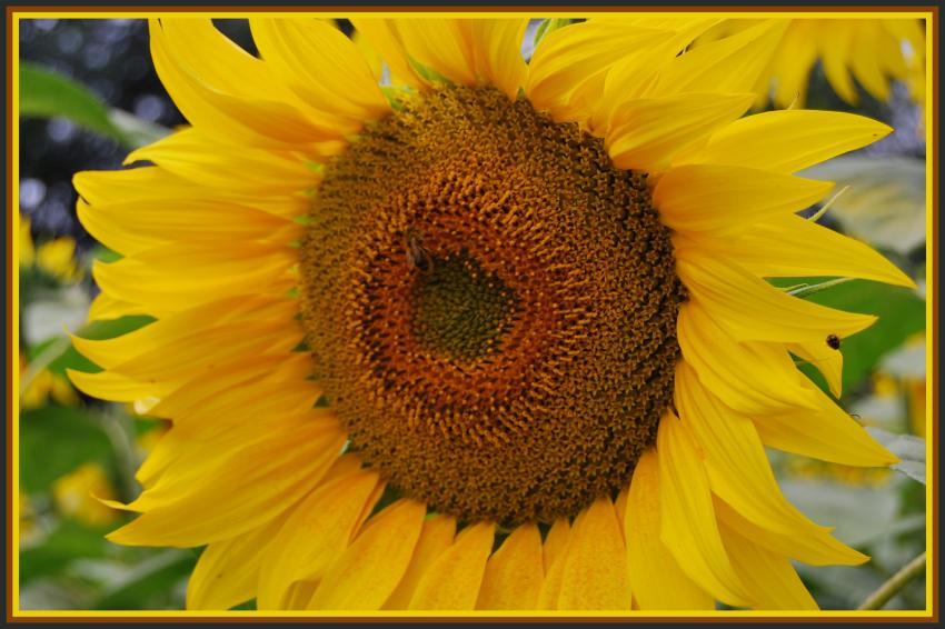 Tournesol