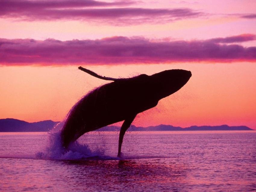 Baleine