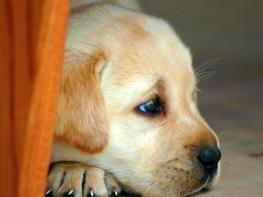 Chien