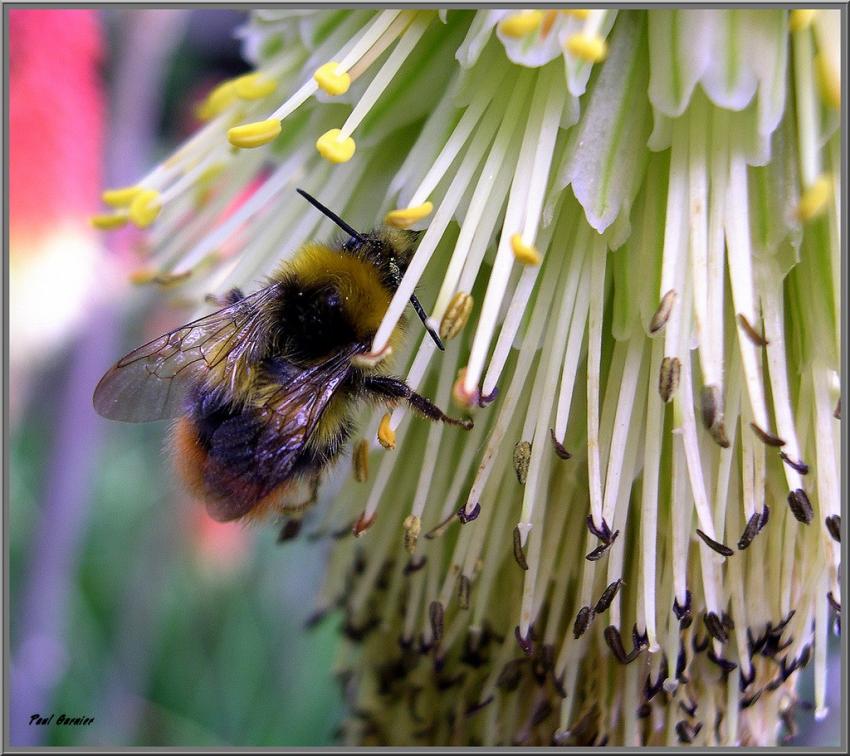 La fleur et le bourdon.