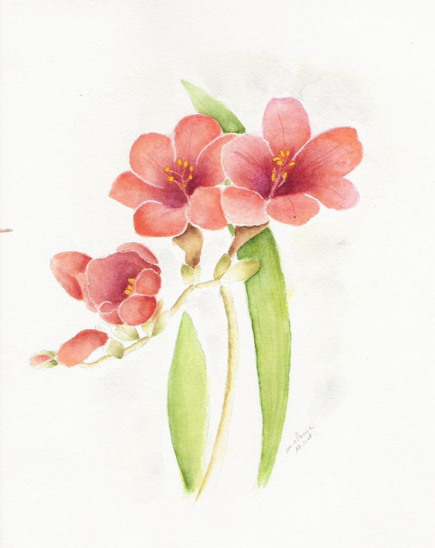 freesias