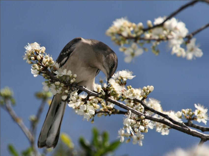 Oiseaux