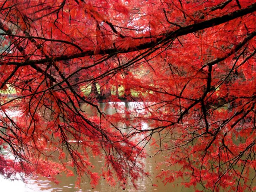 Arbres - feuilles