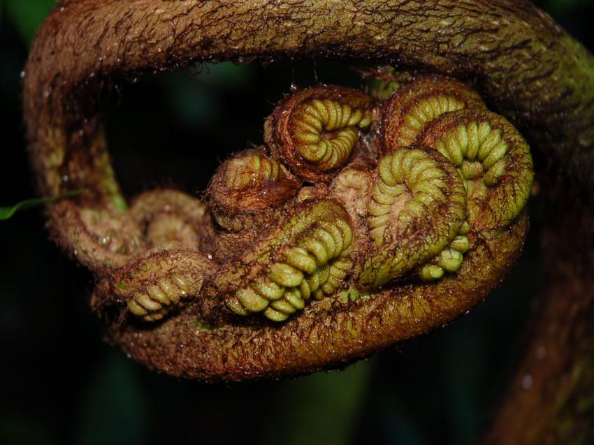 alien