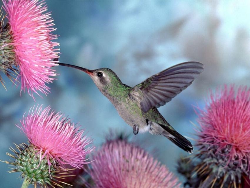 Colibris