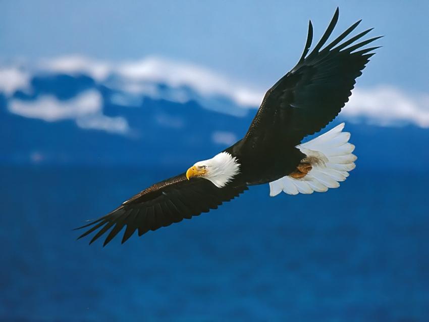 Aigle