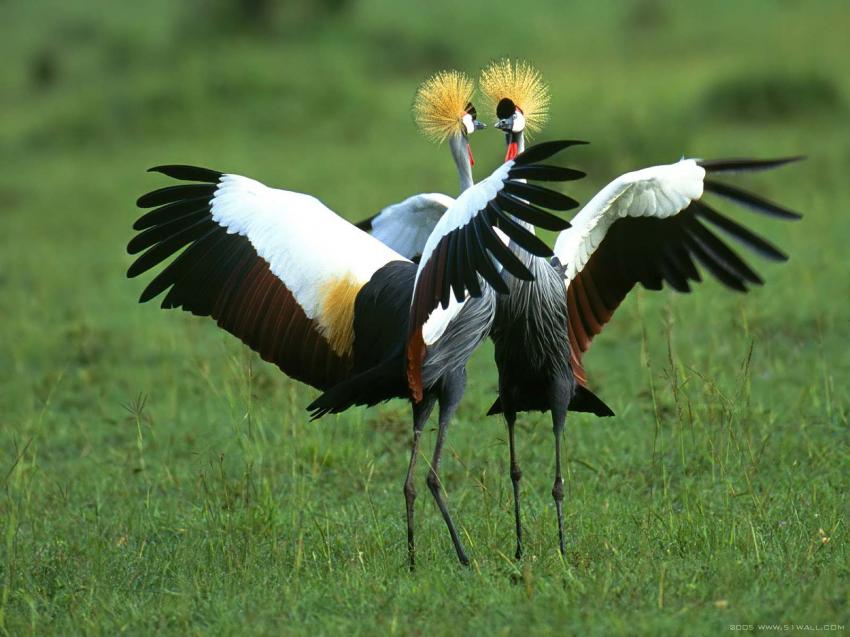 danse des oiseaux