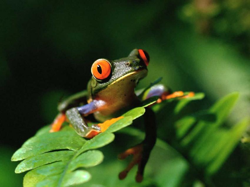 grenouille