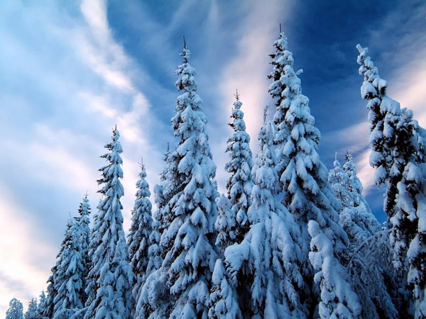 Arbres - neige
