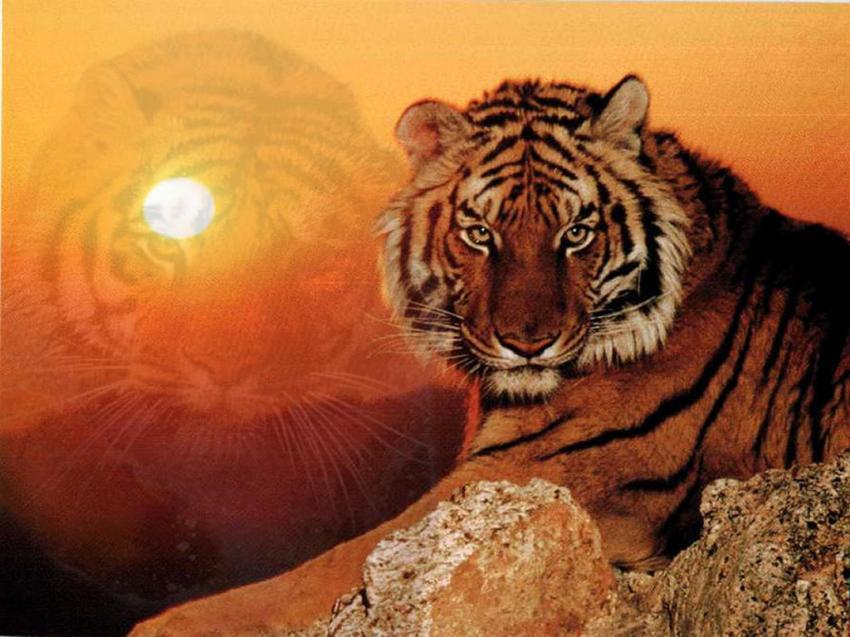 Sun TIGER