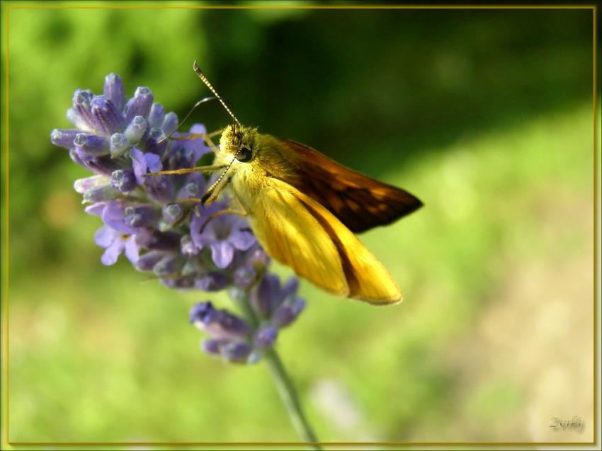 Papillon 1608 3
