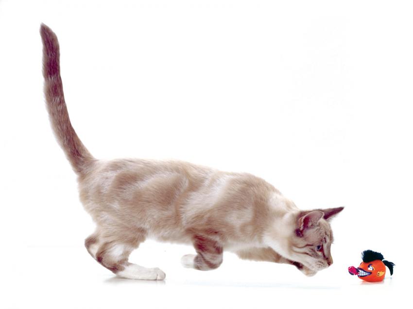 Chat