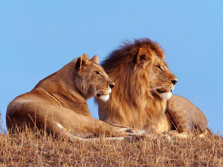 lion