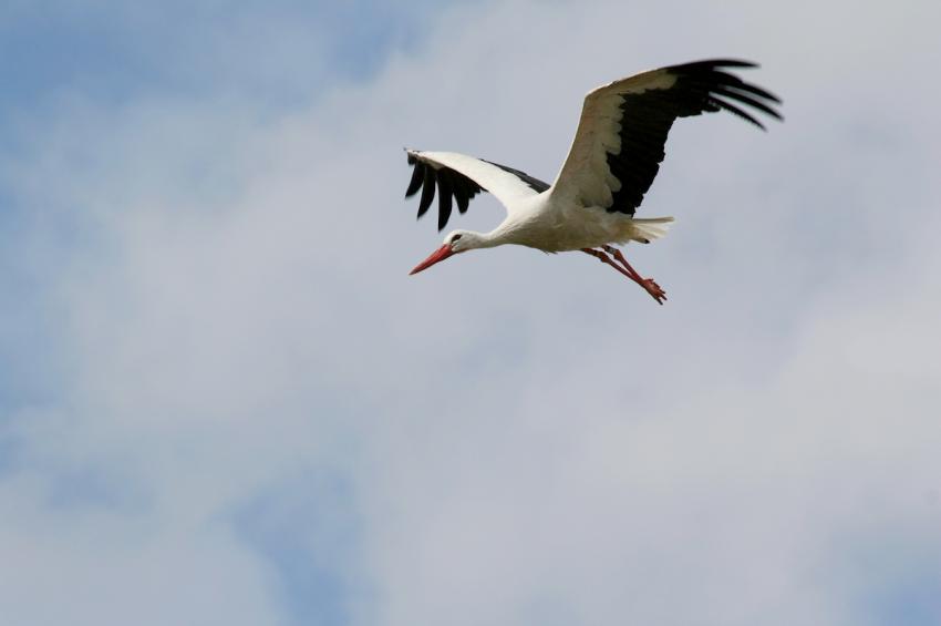 Cigogne